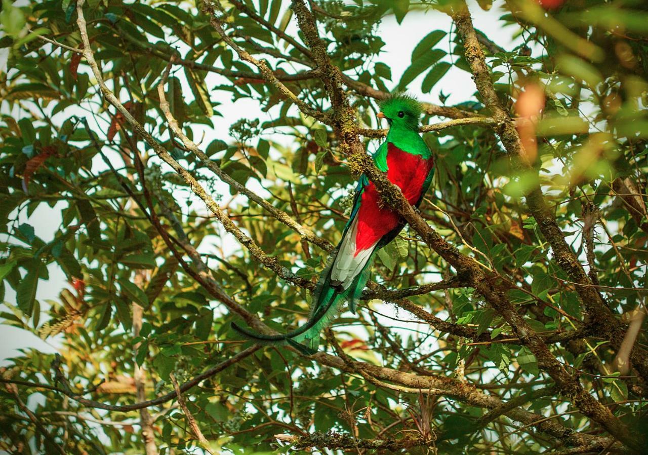 Copey Cedrela Eco-Lodge & Restaurante المظهر الخارجي الصورة